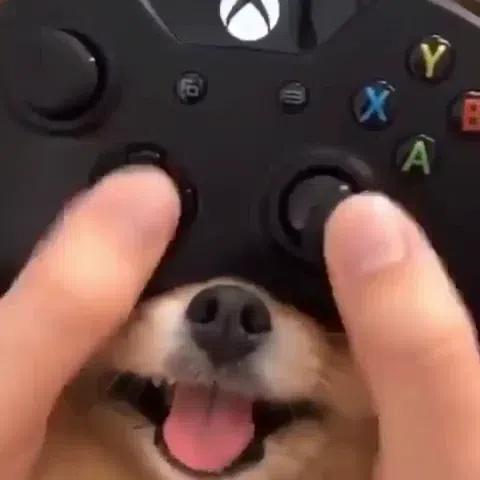 hands playing with a game controller and using the nose of a cute Pomeranian dog under the controller as a joystick