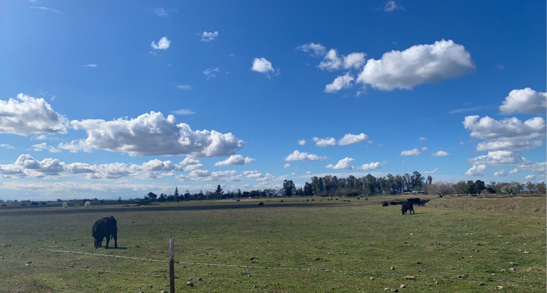 picture of cows