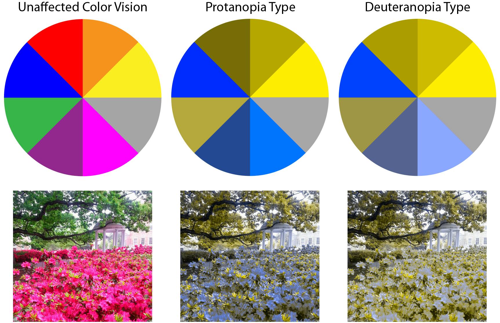 The differences between different kinds of colorblindness shown by comparing an picture of flowers