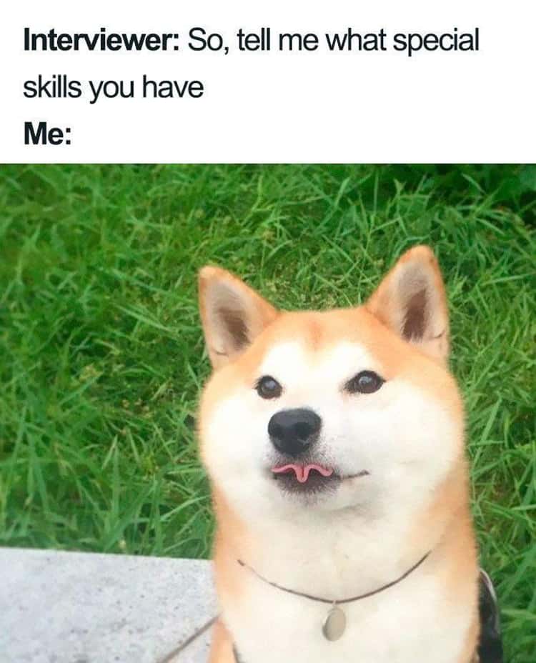 shibu dog with curled tongue with caption "interviewer "show me your skills" me:"