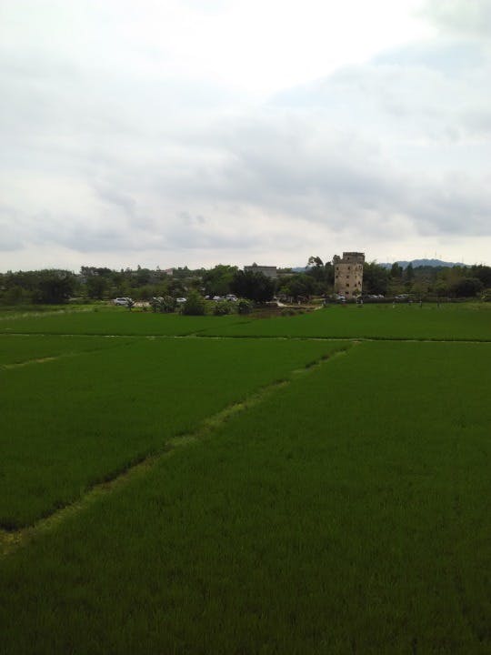 水稻田地