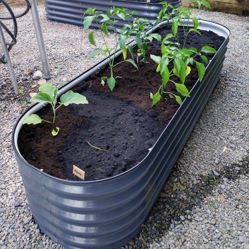 vegetable planter boxes.jpg