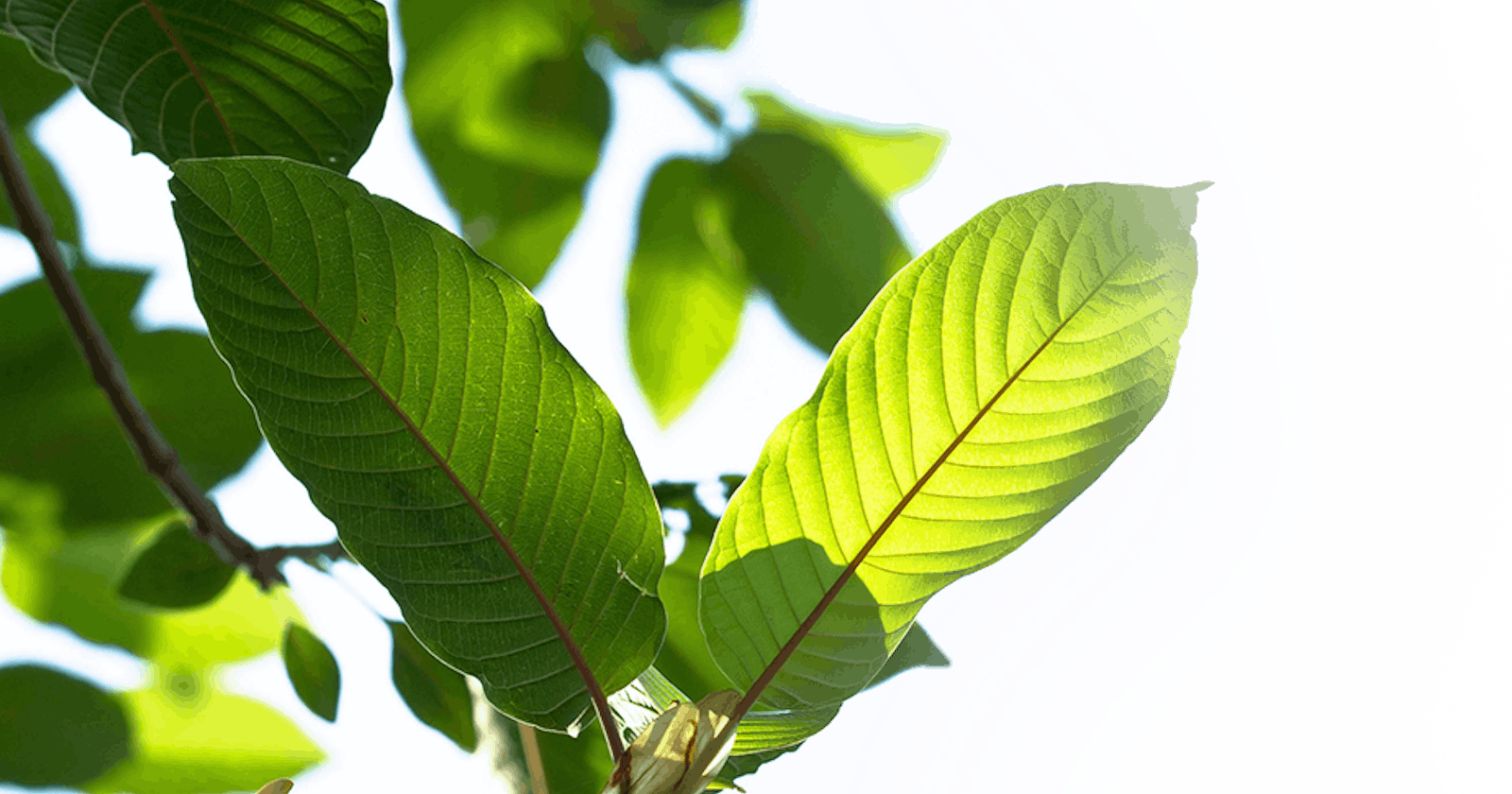 How To Know The Correct Dosage For Kratom?
