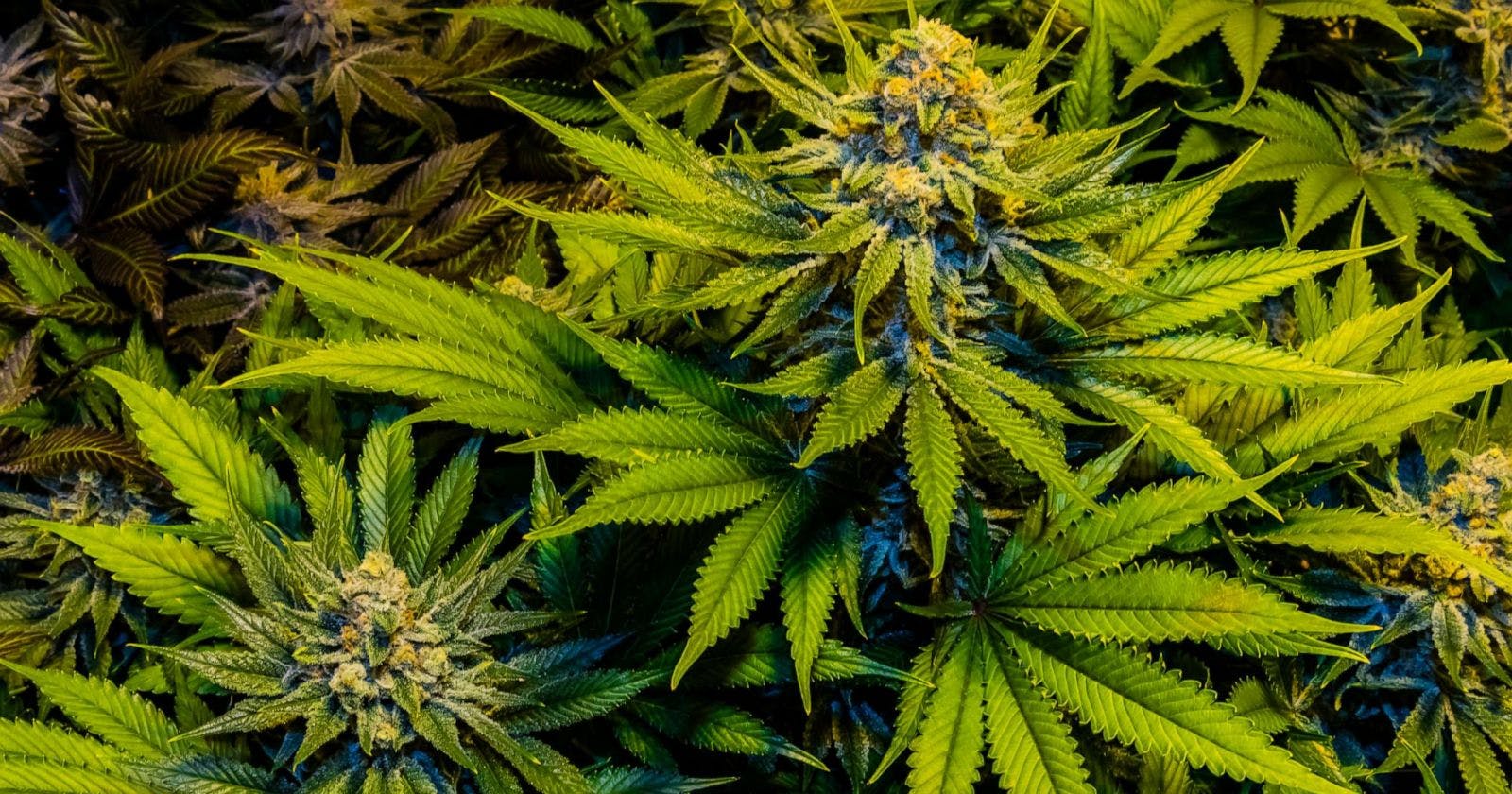 Death Star Marijuana Seeds For Sale - Death Star Strain Feminized Seeds - The Seed Fair