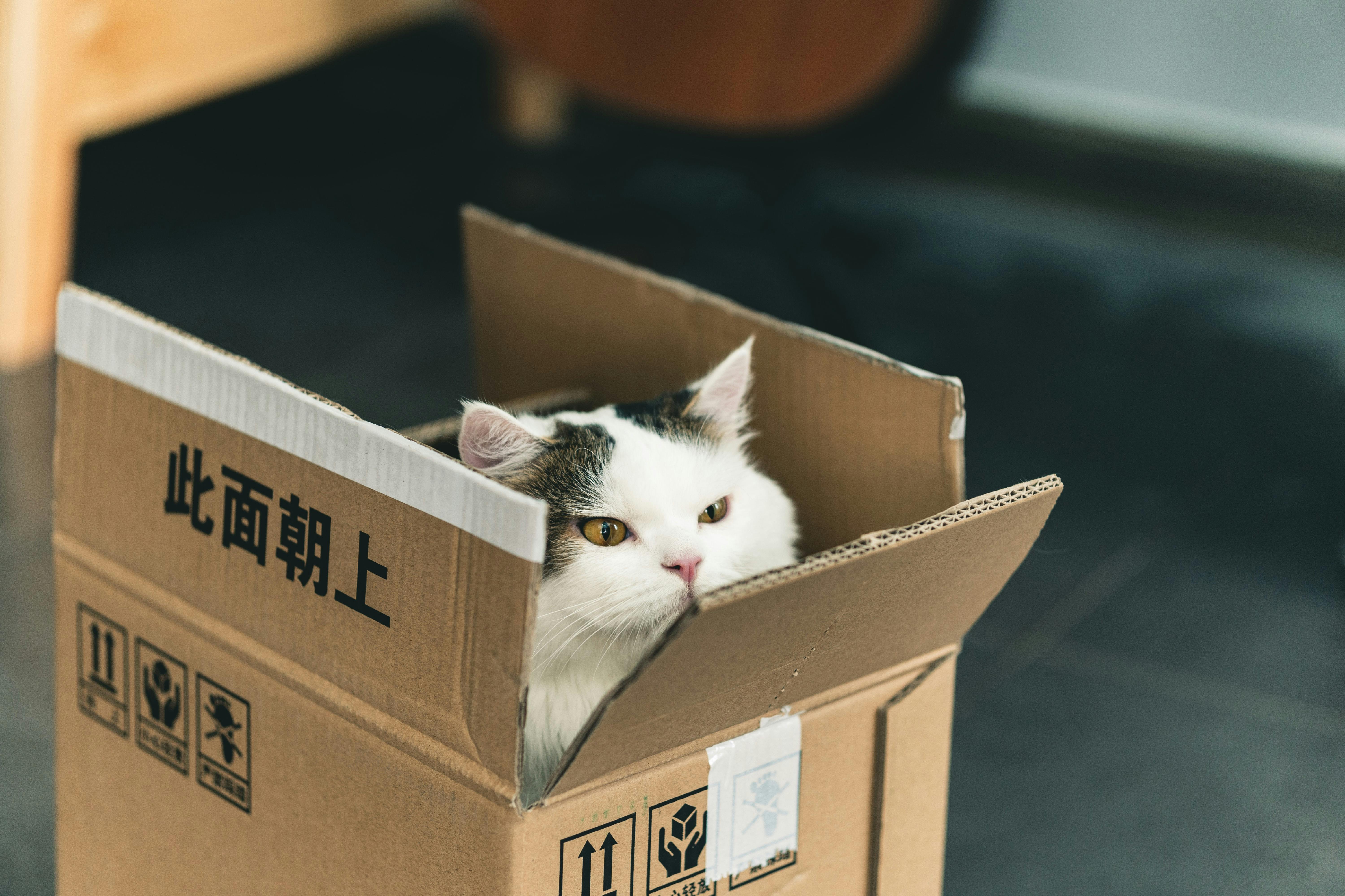 Kitty in a box unsplash W-ypTC6R7_k