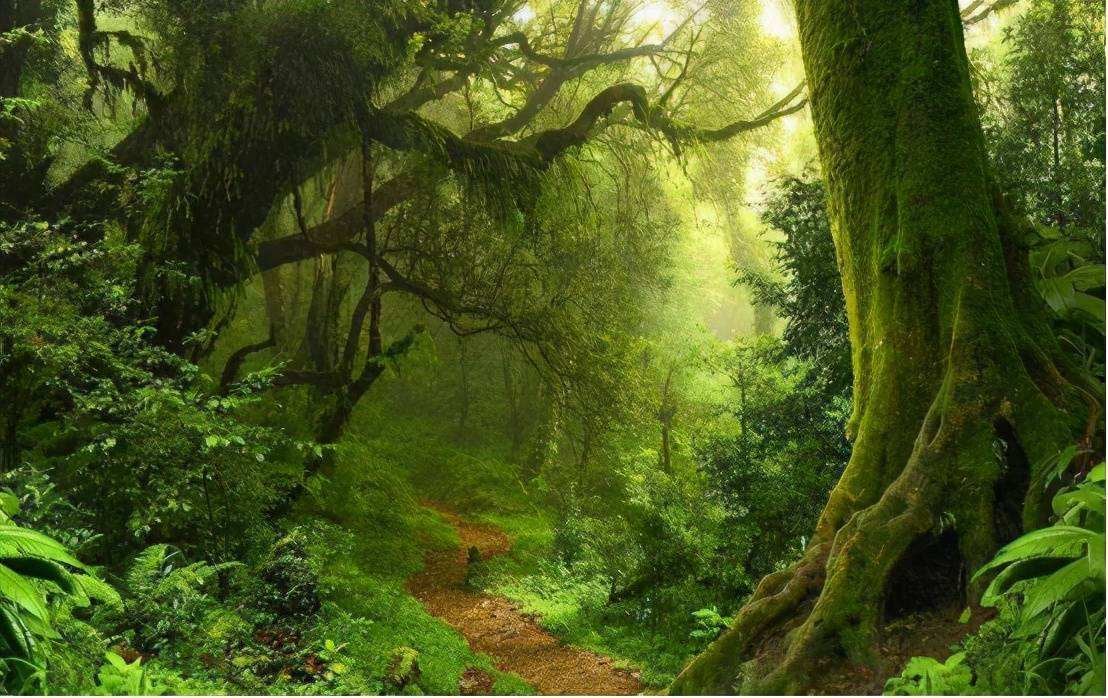 rainforest.jpg
