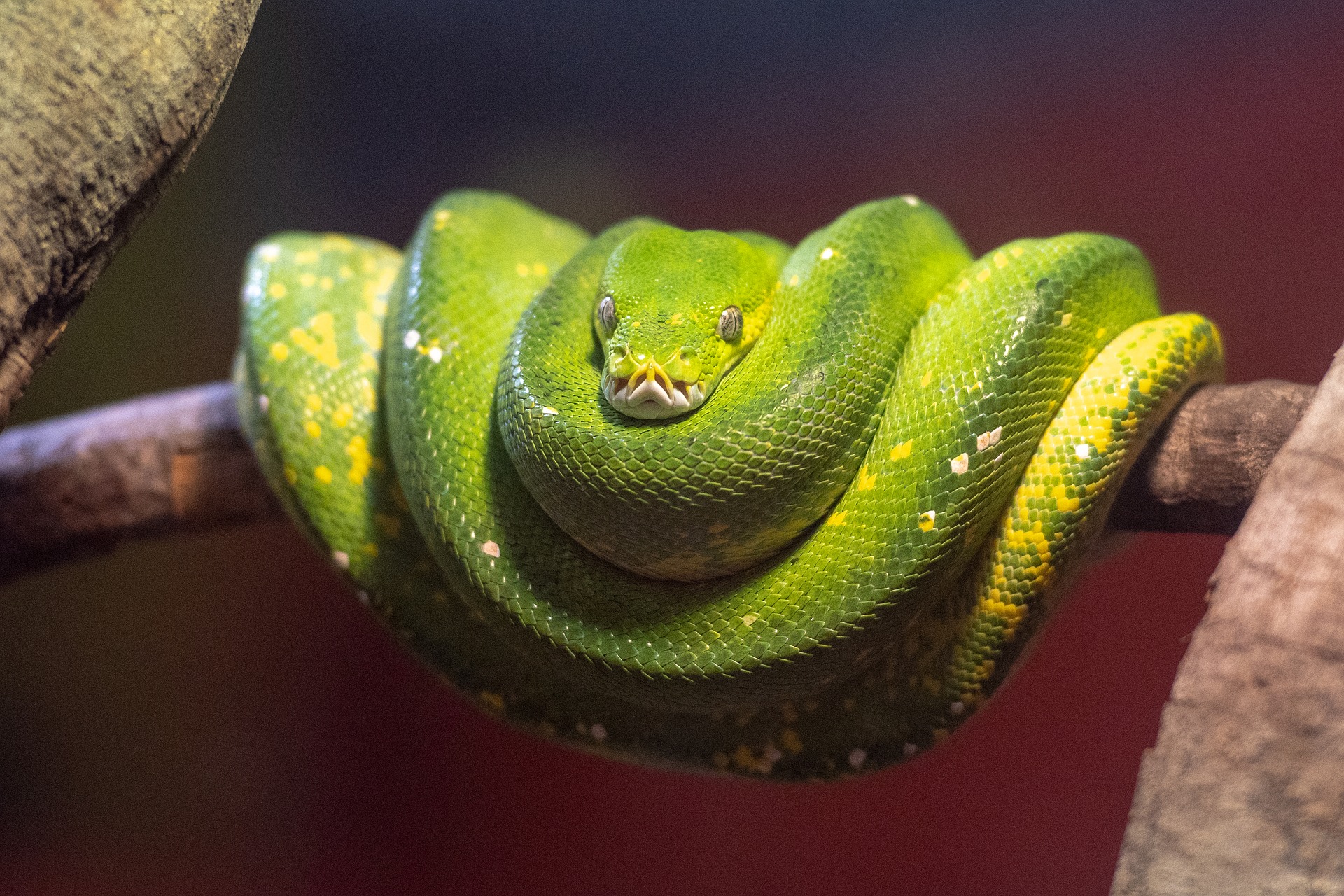 A_Green_Tree_Python.jpg