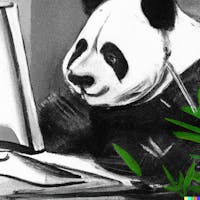 Panda Codes's photo