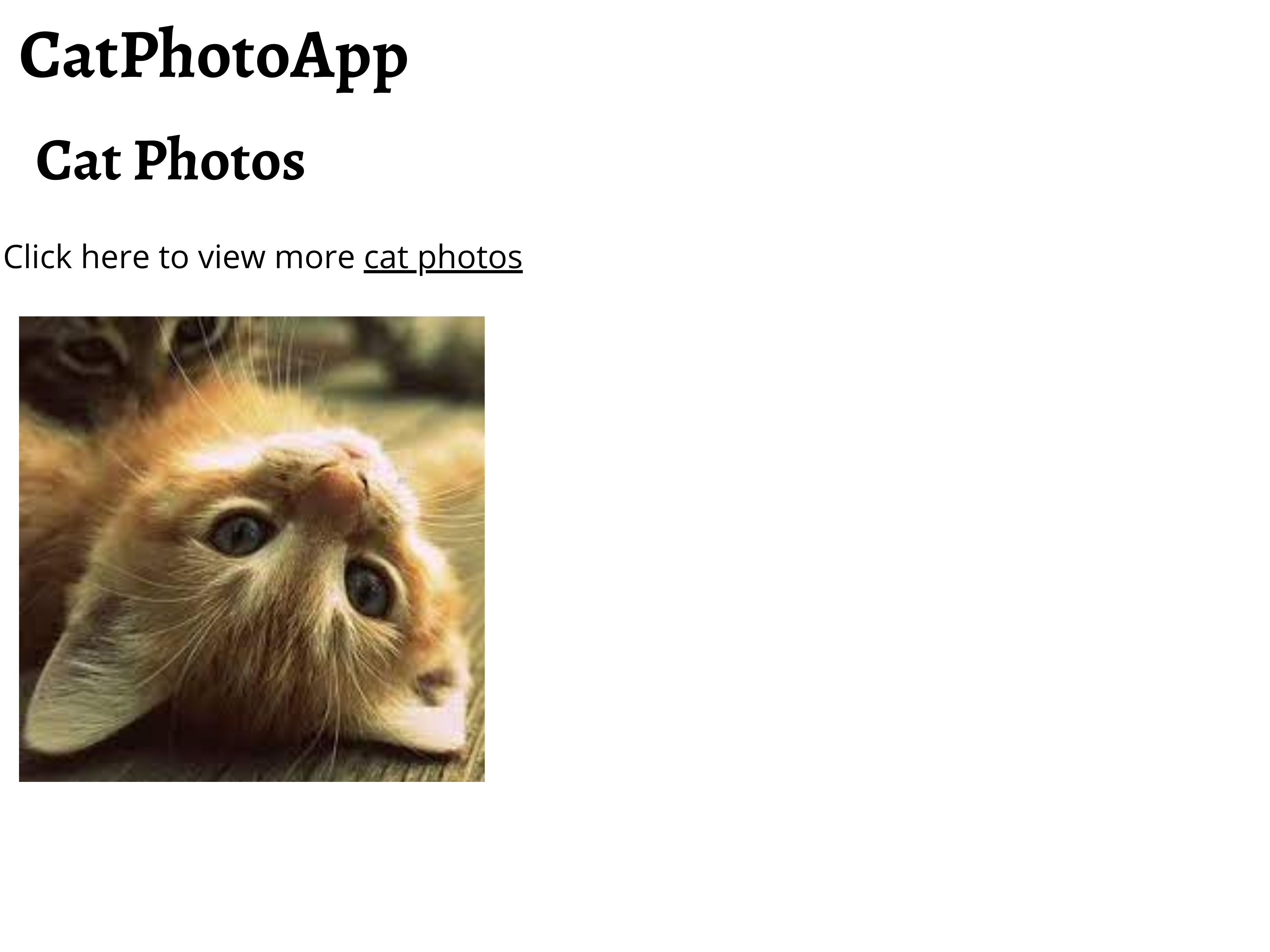 Cat Photo App (1).png
