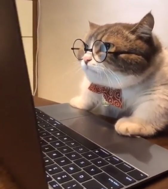 cat programmer wearing glasses and looking at a laptop