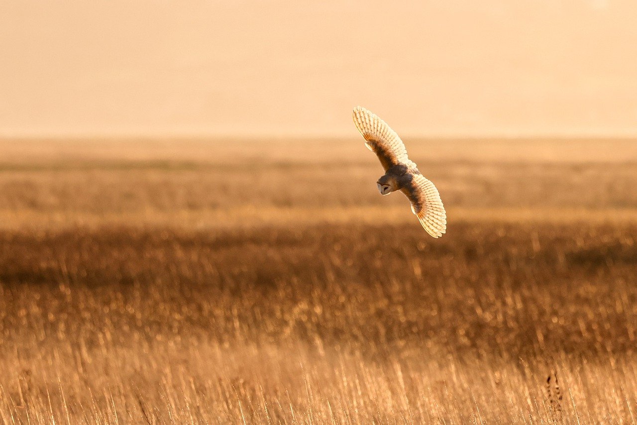 A picture of a flying owl