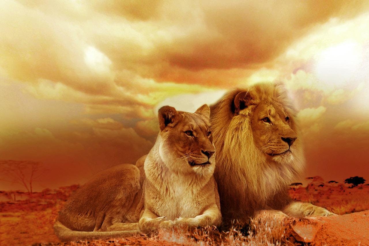 A picture of a male and female lion