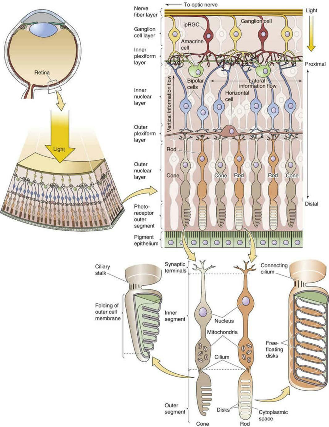 sensory_transduciton.jpg