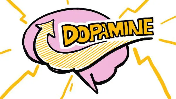 06_Dopamine-Functions.webp