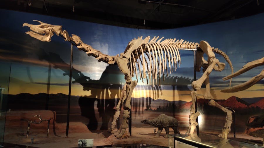 szkielet-dinozaura-xinjiang-museum.jpeg