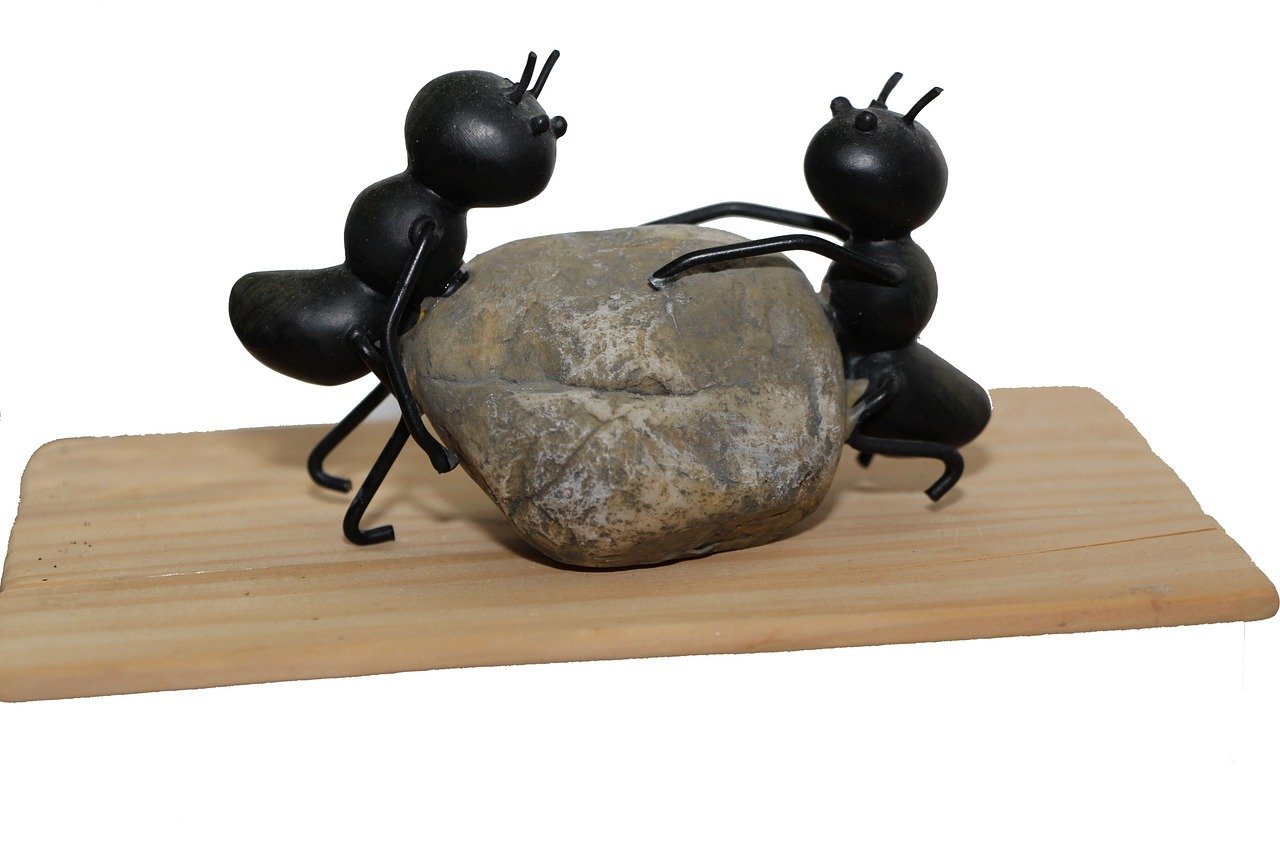 Two ants trying to lift a stone together