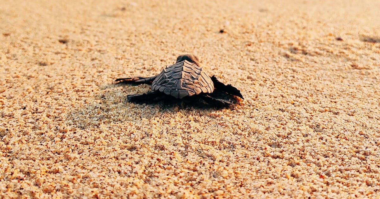 Meksyk - Wypuść żółwia morskiego do oceanu