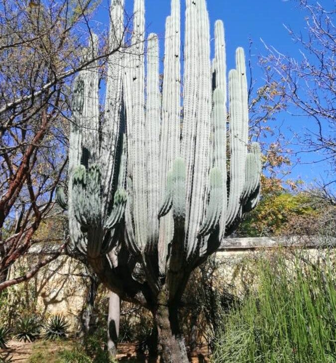 wysoki-kaktus-oaxaca.jpeg