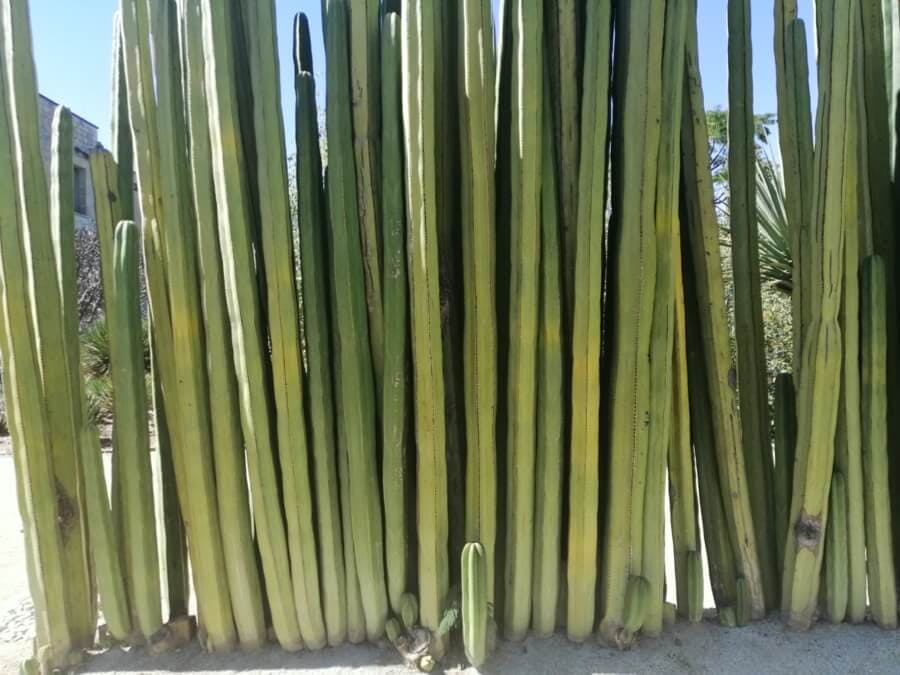 kaktusowy-płot-meksyk.jpeg