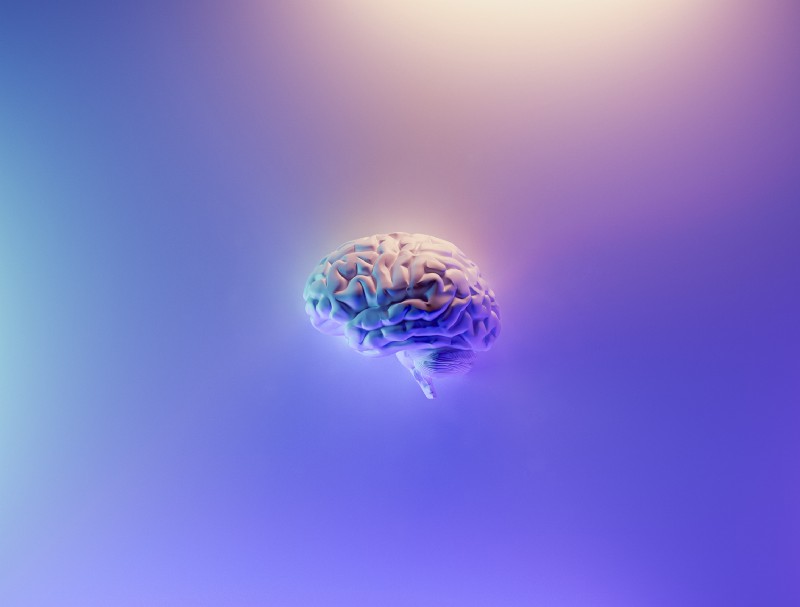 a white model of the left hemisphere of the human brain mounted on a white wall illuminated with blue and purpose lights