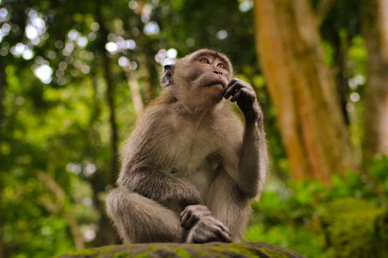 monkey sitting while looking up pensively with their hand under their chin