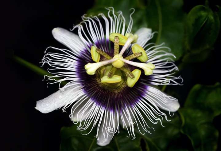 marakuja-kwiat.jpg