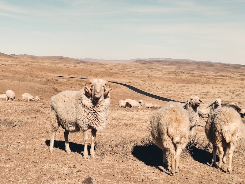 owce-mongolia-wewnetrzna.jpg