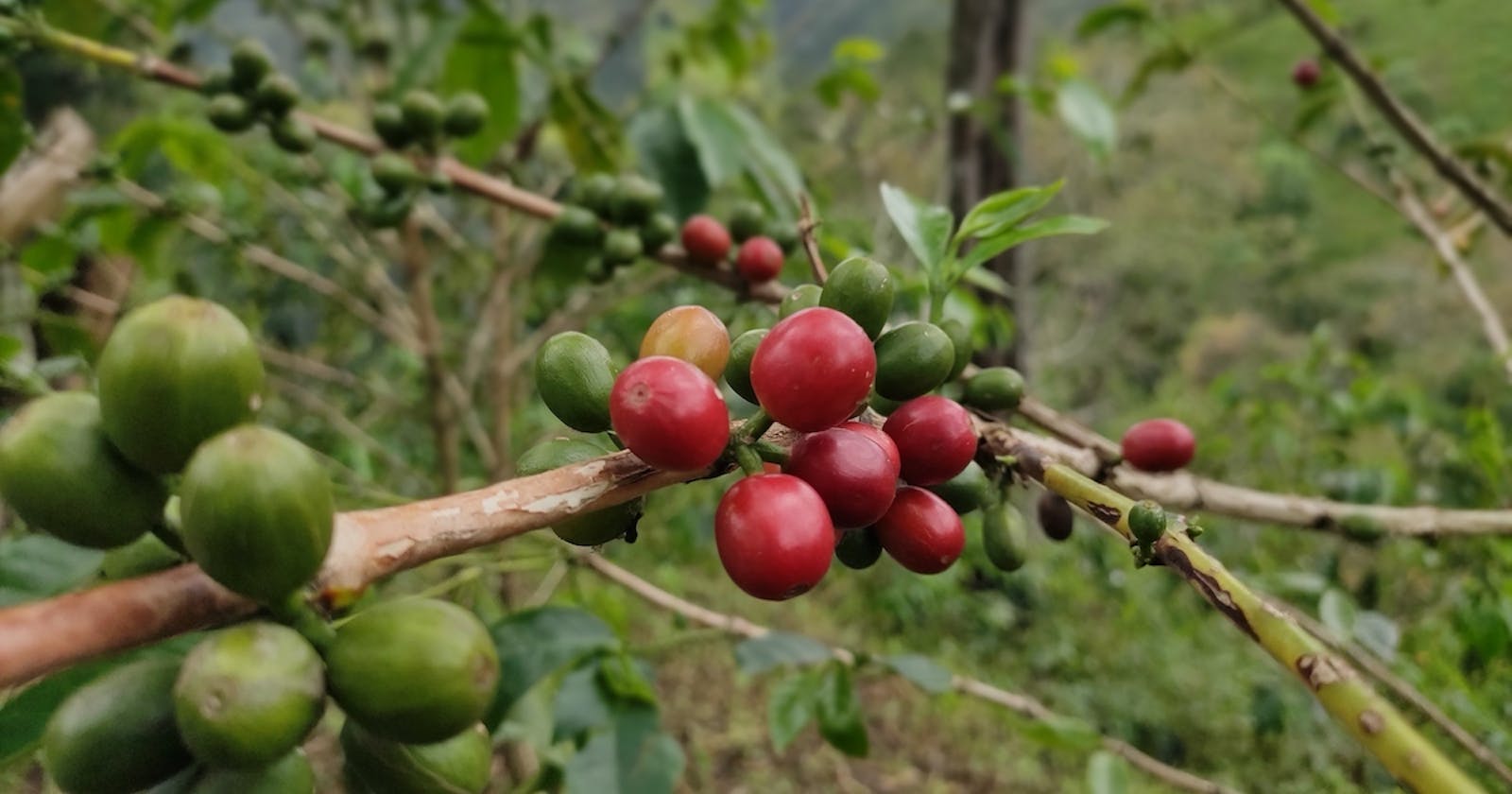 O kawie z samego serca kolumbijskiego Trójkąta Kawowego