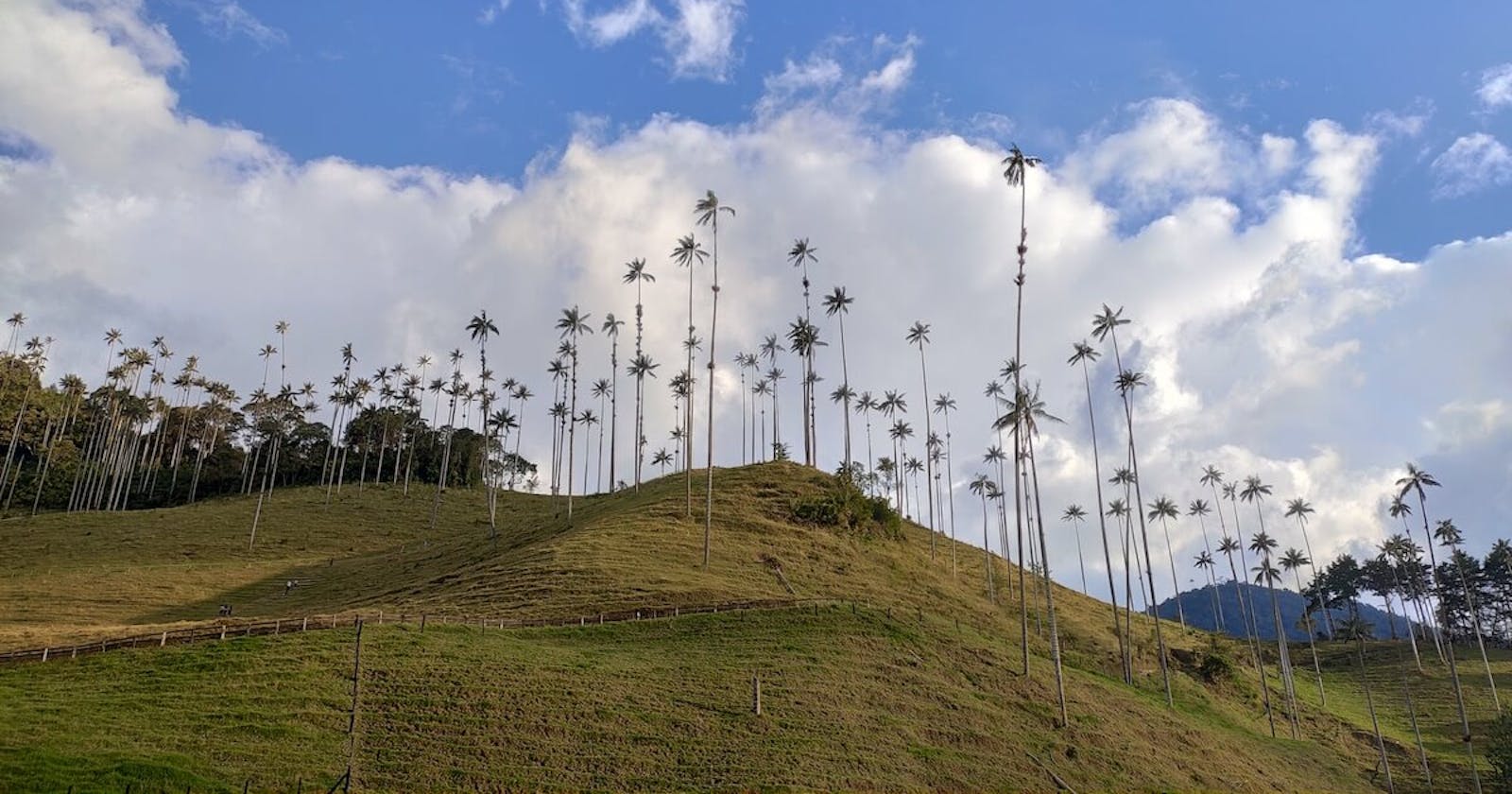 Dolina Cocory i najwyższe palmy świata - atrakcje Kolumbii