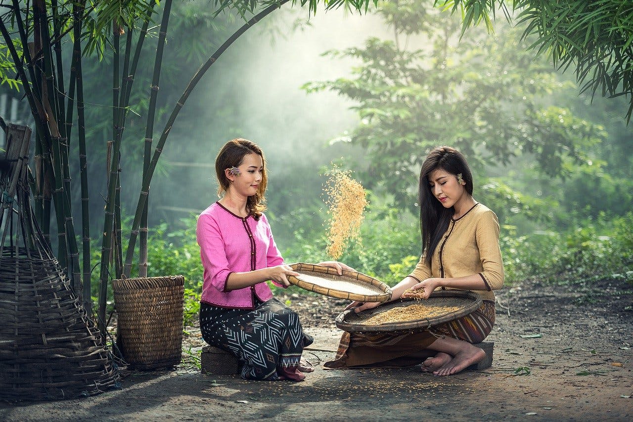 An image of two women picking rice