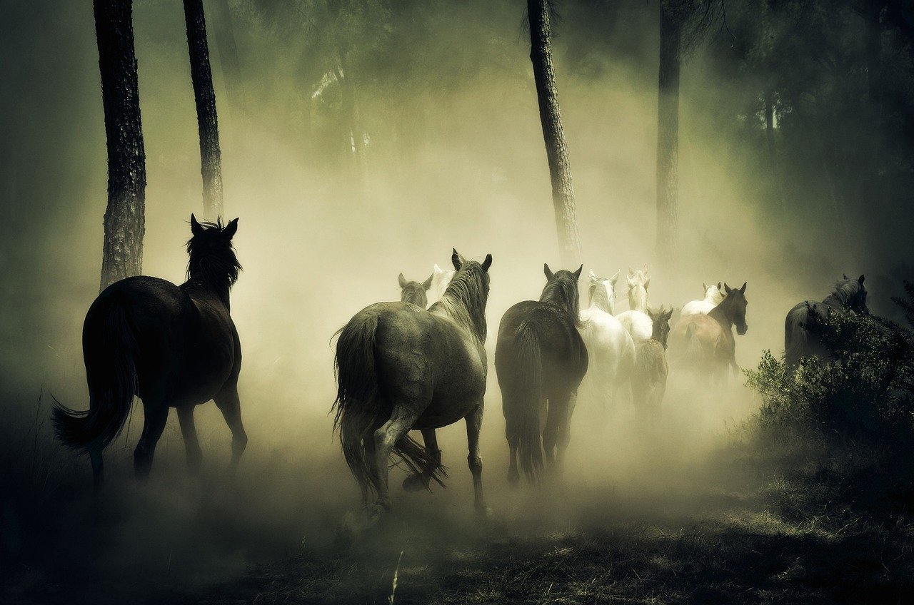 An image of horses running in the wild