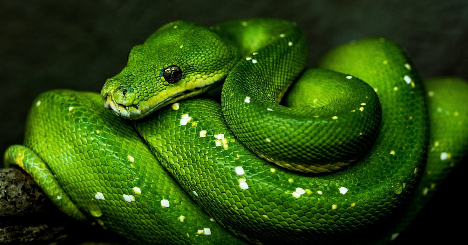 Learn Python #9 - Yeah Dictionary🐍
