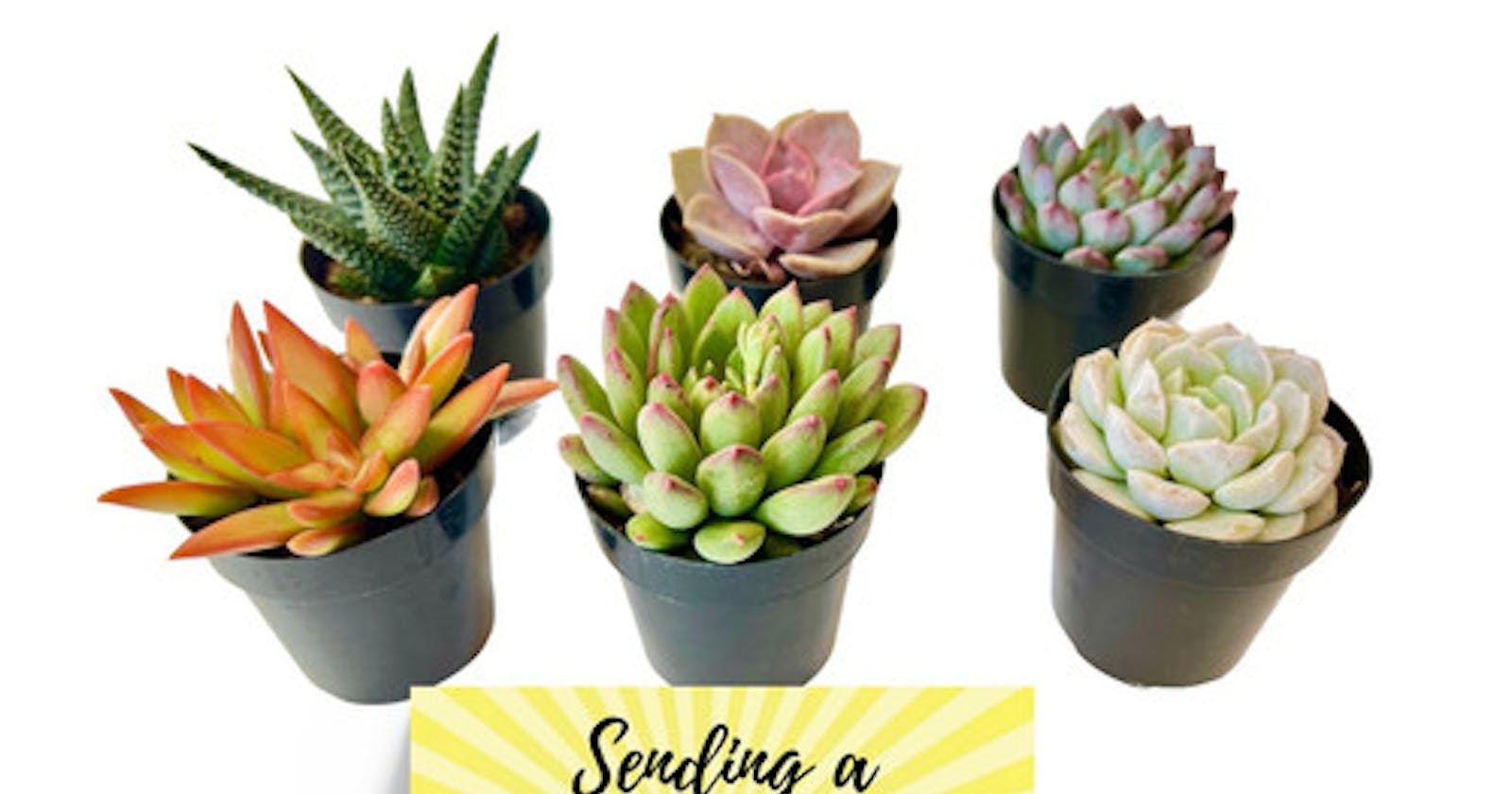 The Benefits of Giving Succulent Plants as Gifts for Employees