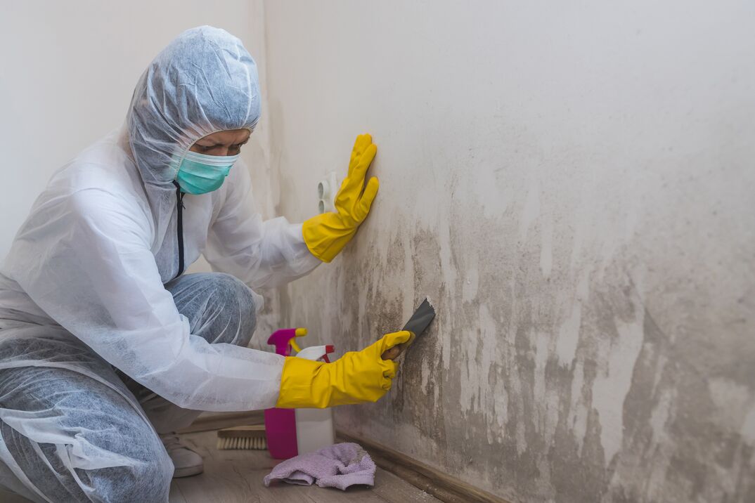 Basics of Mold Removal and What You Need To Do
