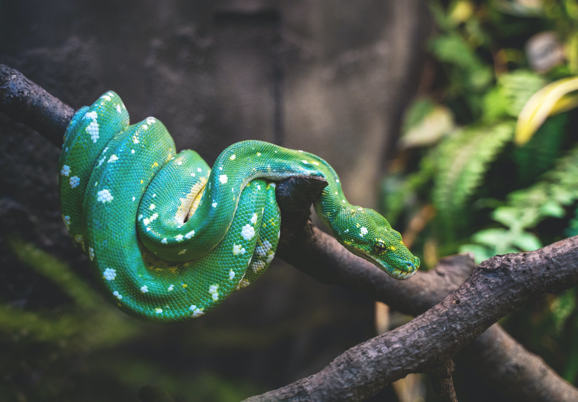 Python built-in data types