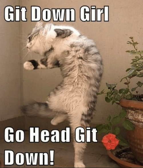 Cat appears to be dancing captioned "Git down girl go head git down"