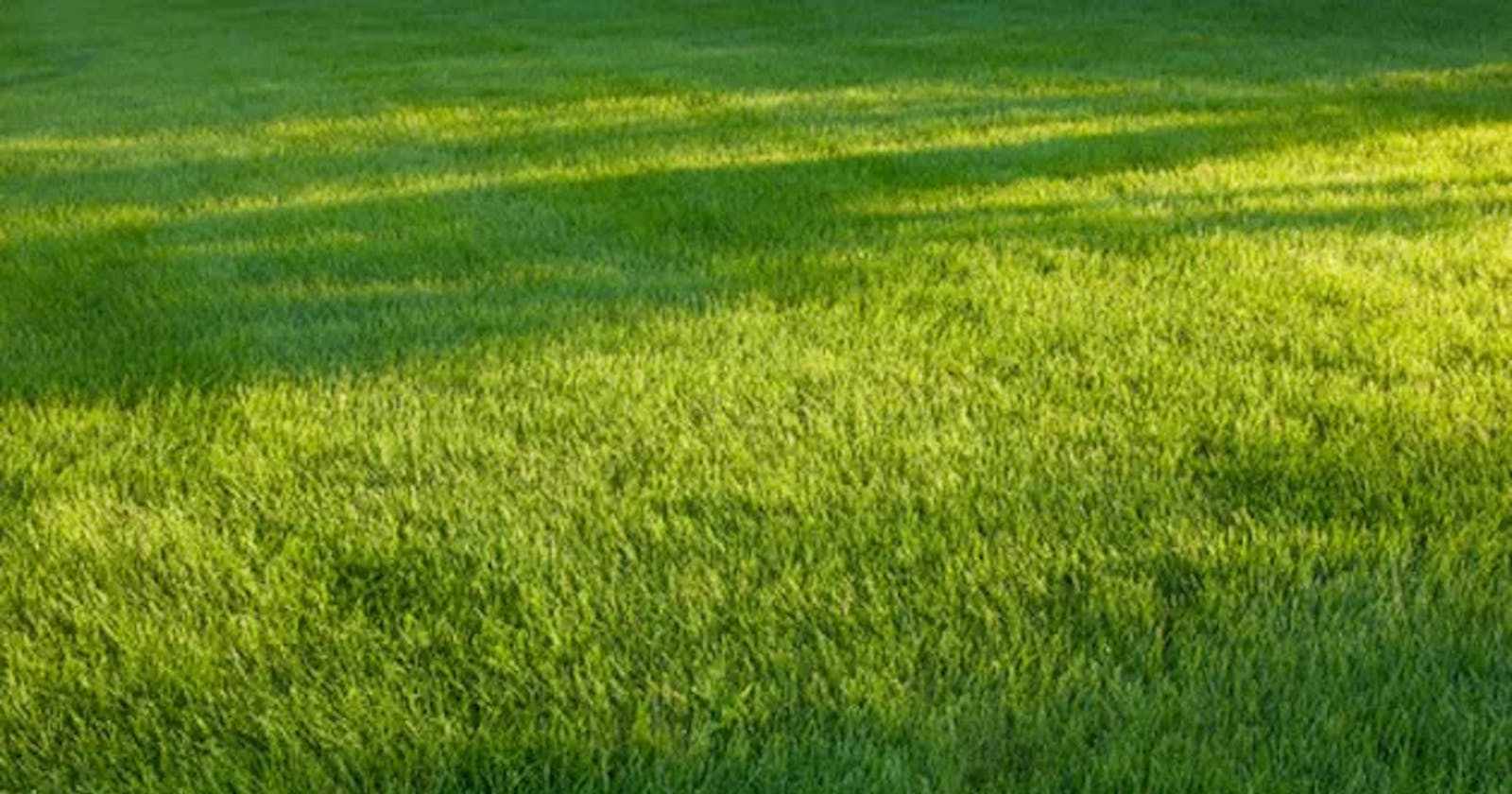 Keeping a Weed Free Lawn