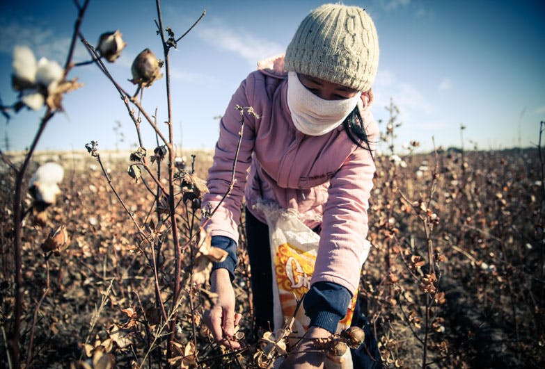 Woman picking cotton in Uzbekistan | Image sourced from: https://www.antislavery.org/reports-and-resources/research-reports/forced-labour-reports/