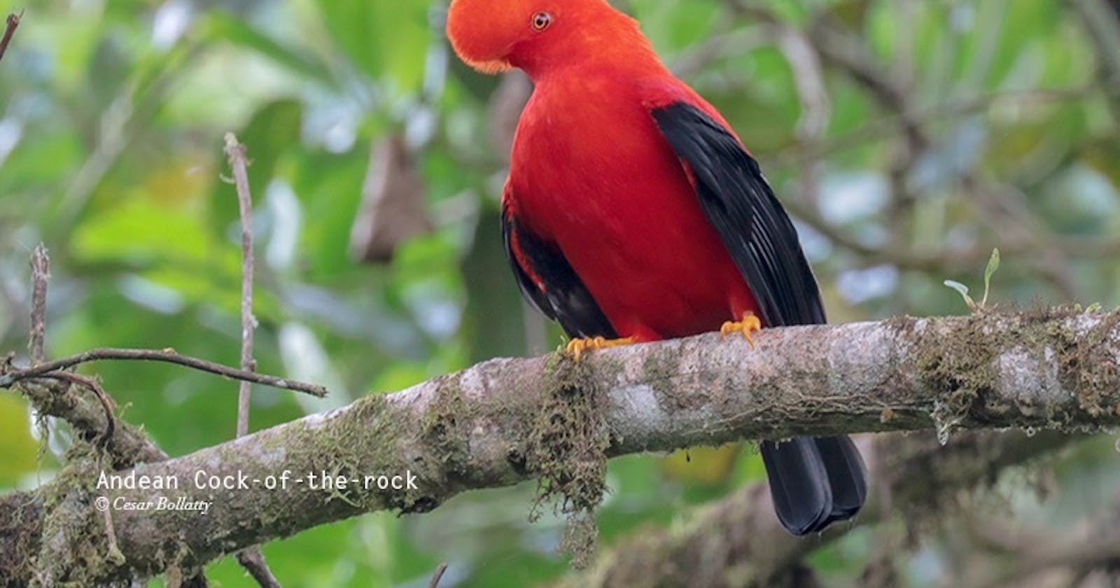 A Trip to Ecuador: Witness the Highland Rainforest and Rare Birds