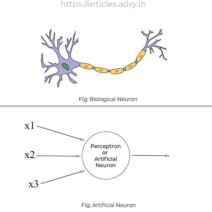 Perceptron Animation relation to biological neuron
