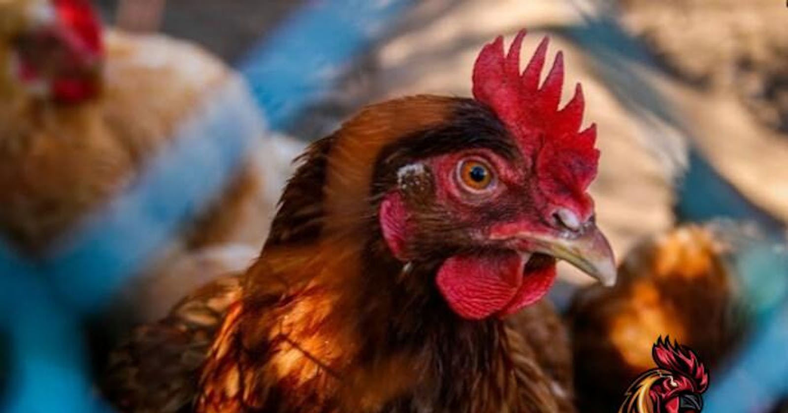 Một số phương pháp chữa bệnh hen ở gà chọi hiệu quả