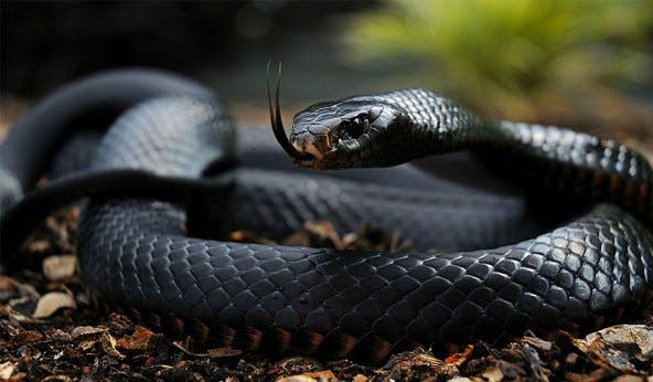 The Black Mamba Snake