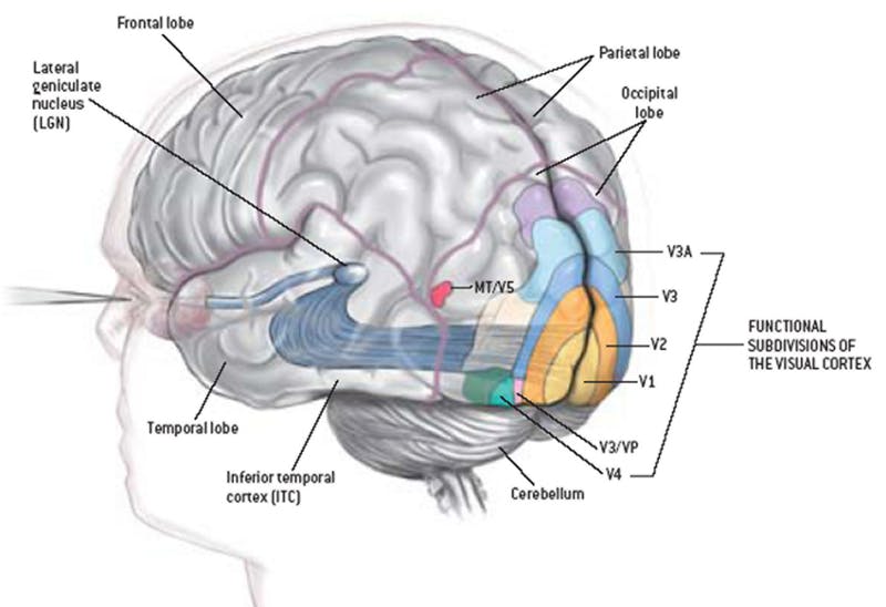 Human brain visual cortex processing
