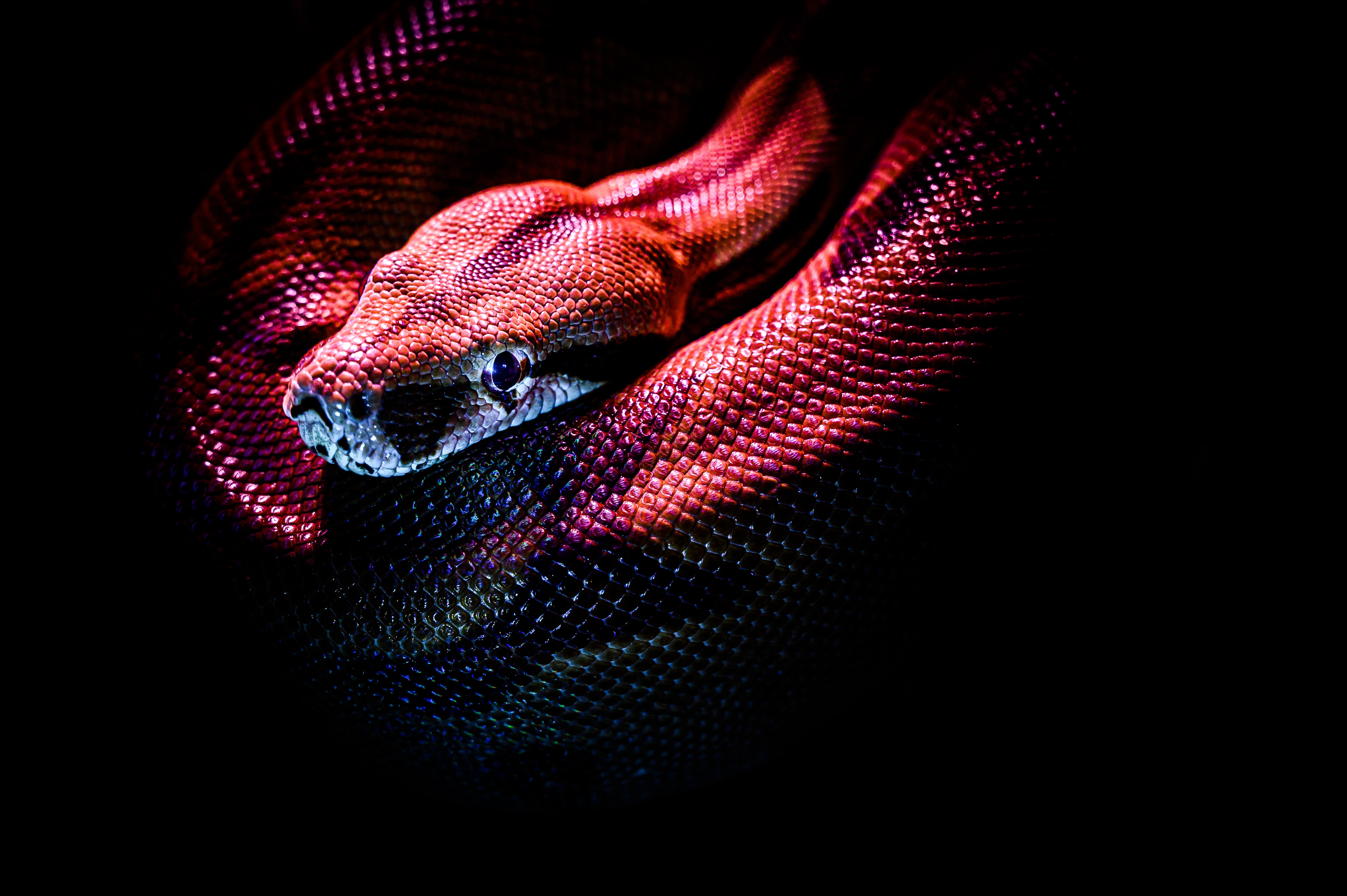 Python, its history and popularity!