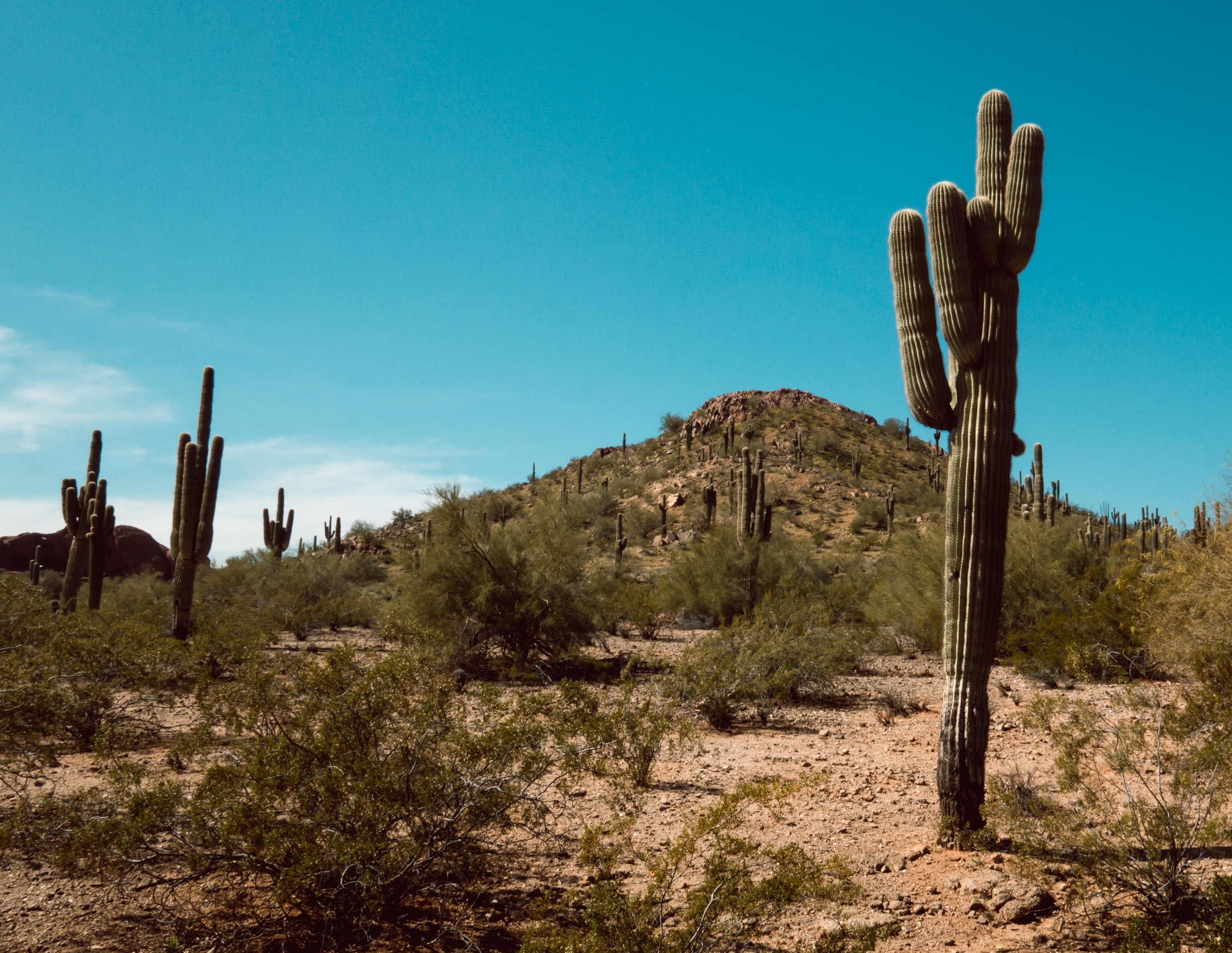Phoenix 101