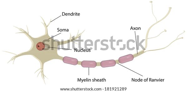 Biological neuron diagram