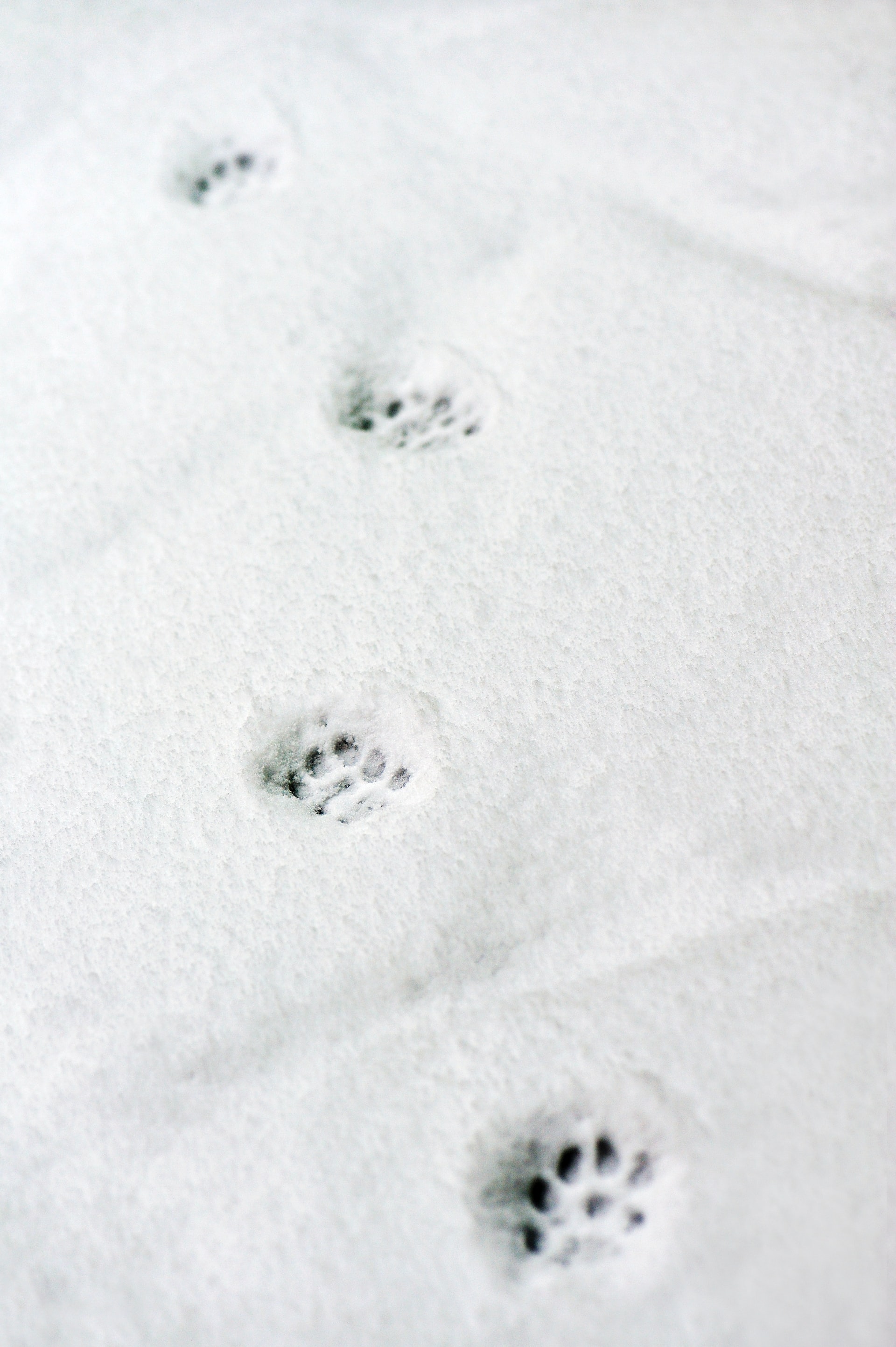How to Trace Websocket Events in NestJS - [Case Study]