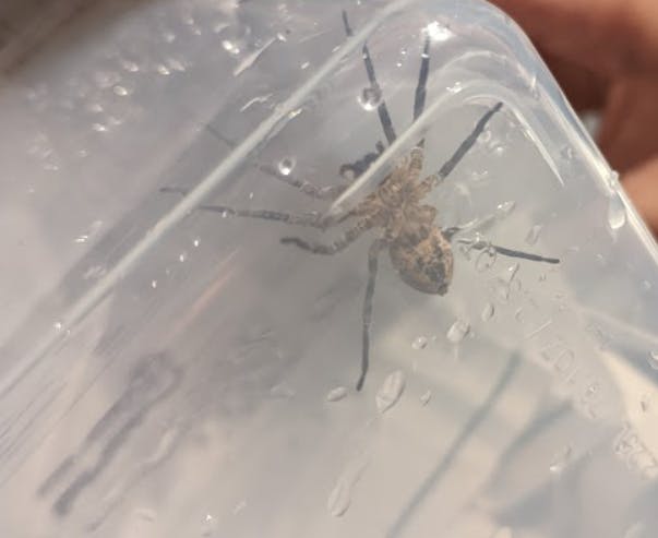 Egregiously large spider trapped in a reusable food storage container