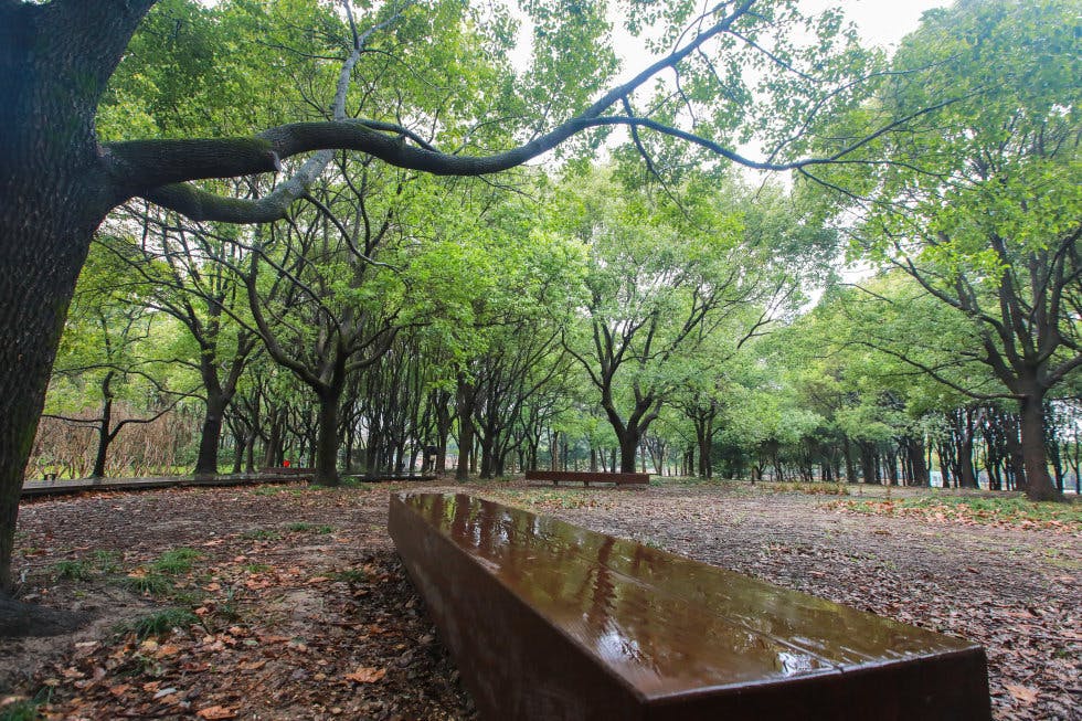 Photo shows a view of the "forest library" in Shanghai. (Photo/Shanghai Observer)