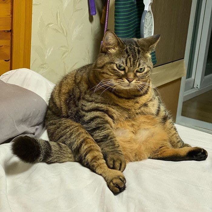 image of chunky cat